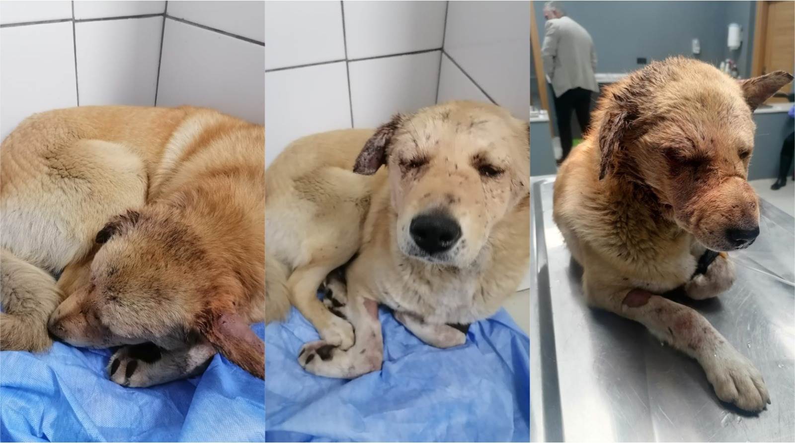 SİLAHLA YARALANAN KÖPEK GÖRME YETİSİNİ KAYBETTİ